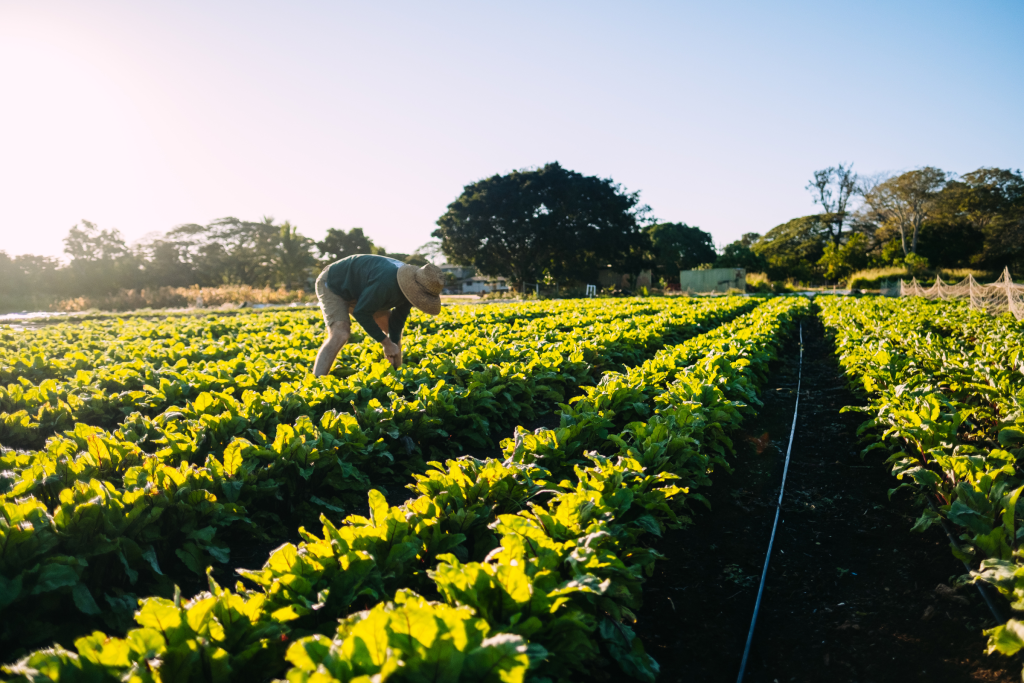 Hawai‘i Farmers Turn to Korean Natural Farming to Revive Soil and ...